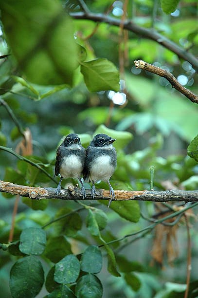 istock Little Pied Fantail Birds on Kaffir Lime Tree 496255706