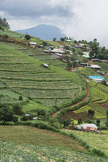 agriculture view stock photo