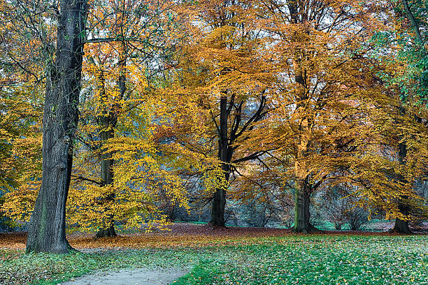 istock The forest in the morning 496256318