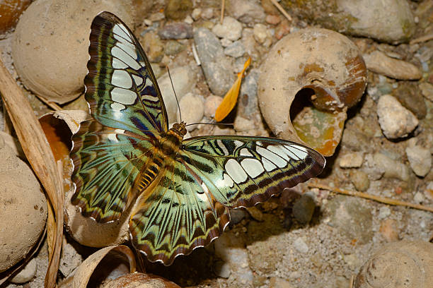 clipper (parthenos sylvia) butterfly, gire a la izquierda, alas desplegadas con carcasas de caracol. - parthenos fotografías e imágenes de stock