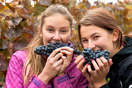 Close up portrait of two young teenager girls in vineyard. They like dark blue grapes which have in front of mouth, smiling and looking at camera. Autumn atmosphere. Shooting with the Canon EOS 5D Mark II.