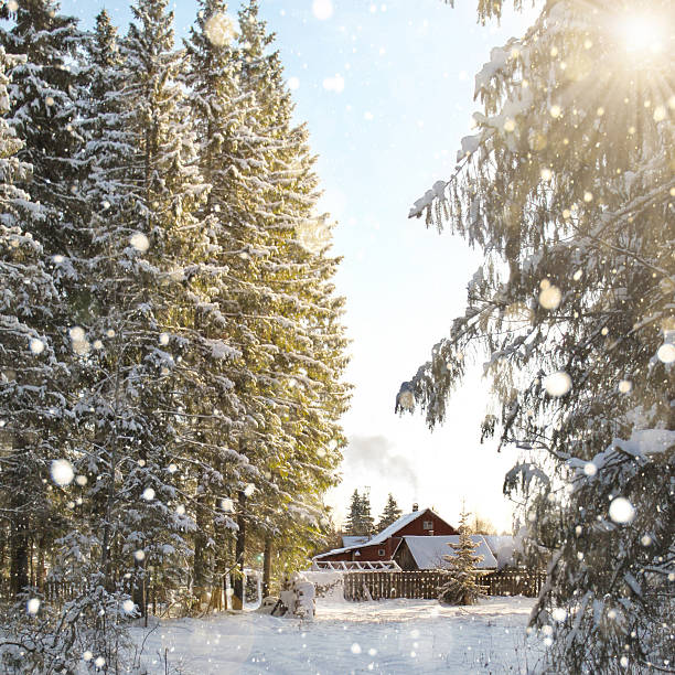 istock Winter forest of conifers 496257460