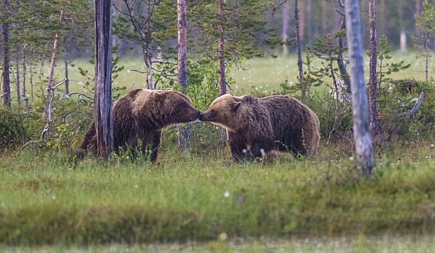 dwa brązowe niedźwiedzie, ursus arctos - bear animal kissing forest zdjęcia i obrazy z banku zdjęć