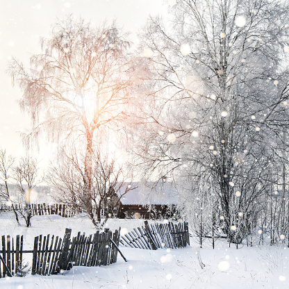 Winter trees covered with frost. Snowfall. Snow-covered wood. Wooden houses. The sun comes through the branches. Winter background.