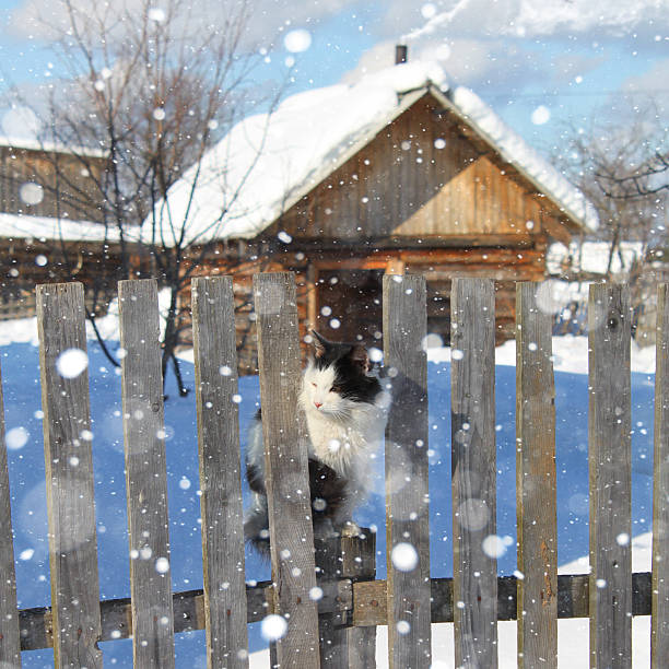 Black and white cat sitting on the fence and looks through a wooden fence. Snowfall. Light, sunlight. Christmas cat. Copy space.