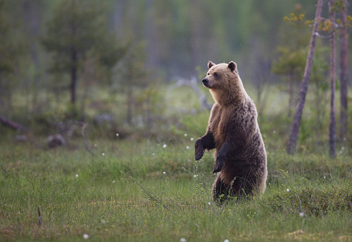 Brown bear, Ursus arctos, standing up on his back legs or back paws, Kuhmo, Finland