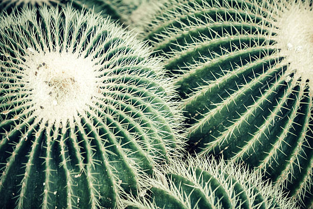 Cactus Plants Group of round cactuses. cactus plant needle pattern stock pictures, royalty-free photos & images