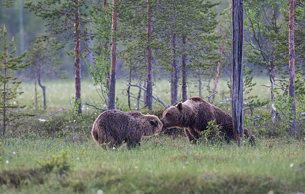 dois ursos, ursus arctus castanho - bear animal kissing forest imagens e fotografias de stock