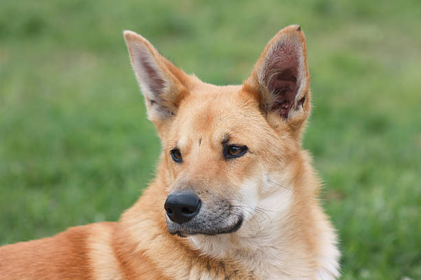 istock Portrait of red dog 496258208
