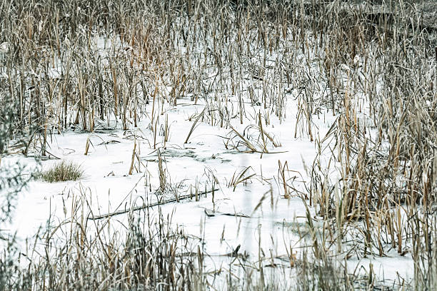 istock Water under snow among dry reeds 496259364