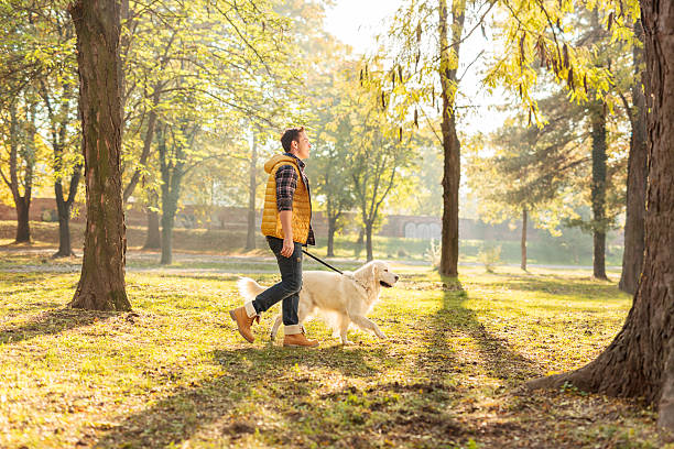 istock Young man walking his dog in a park 496259610