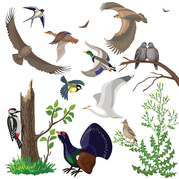 ilustraciones, imágenes clip art, dibujos animados e iconos de stock de conjunto de aves salvajes - urogallo