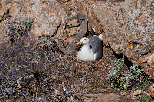 Gull hatching its eggs 