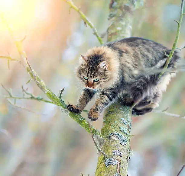 Photo of Cat clambering on a tree