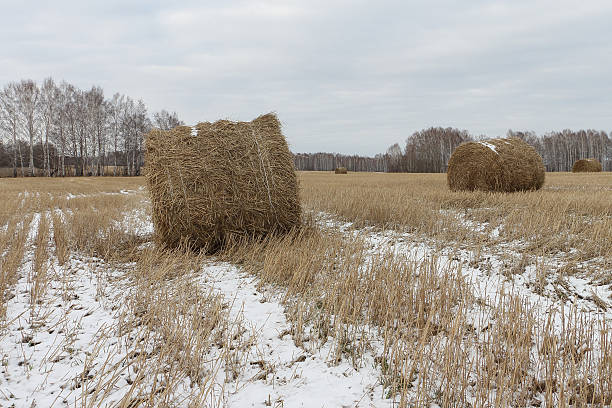 istock Hay sheaves on a snow-covered field in the fall 496261108