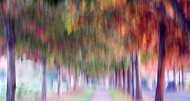 Leaf fall impressionistic scene of trees.  Soft moody. claude monet photos stock pictures, royalty-free photos & images