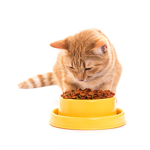 istock yellow thai cat with dry food 496262131
