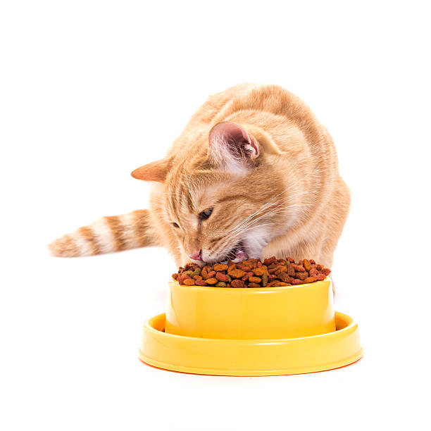 istock yellow thai cat with dry food 496262149