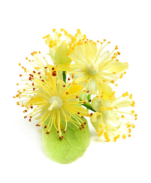 istock Linden flowers closeup. 496262423