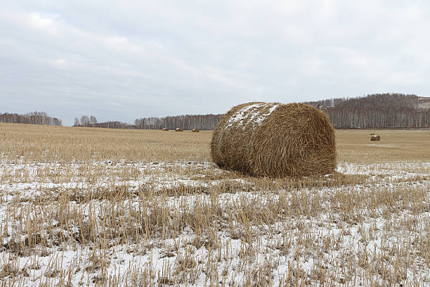 istock Hay sheaves on a snow-covered field in the fall 496262562
