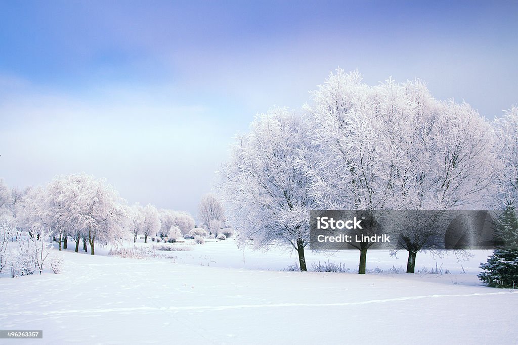Winter's Tale - Foto stock royalty-free di Albero