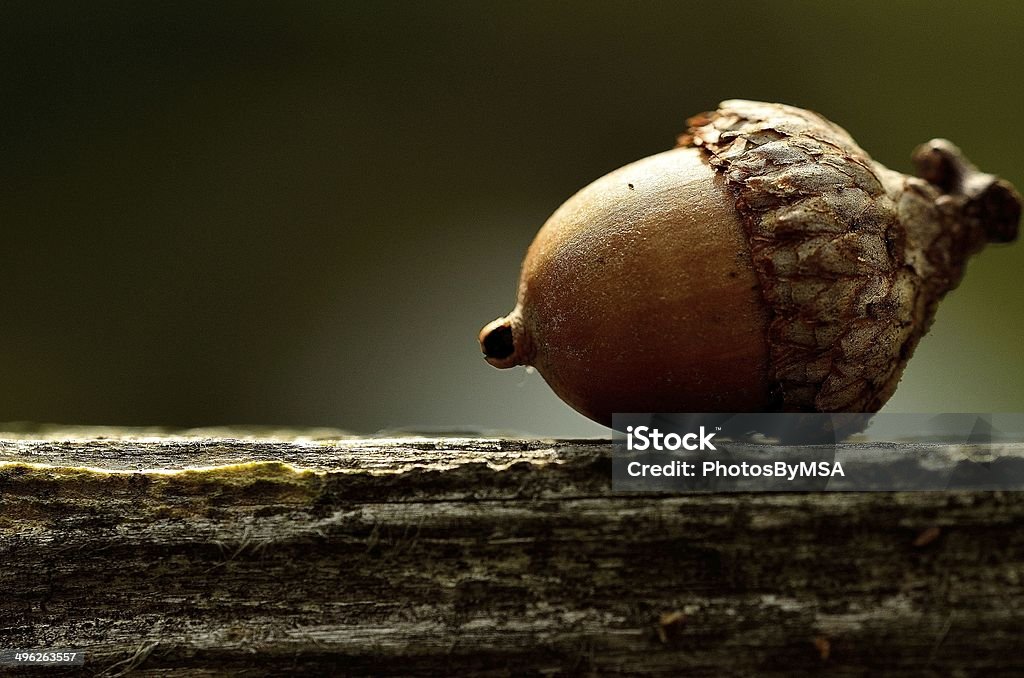 Acorn Single acorn on a piece of wood Acorn Stock Photo