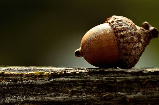 Acorn Single acorn on a piece of wood acorn photos stock pictures, royalty-free photos & images