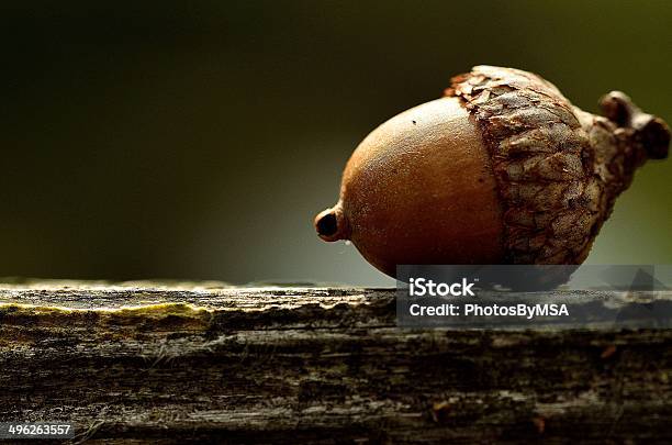 Acorn Stock Photo - Download Image Now - Acorn, Oak Tree, Oak Leaf
