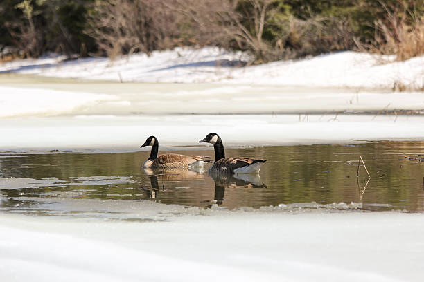 istock Canadian Geese swimming in the spring 496263613