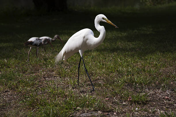 great garça branca - egret great egret animals and pets white bird - fotografias e filmes do acervo