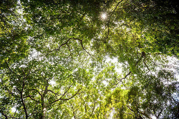 istock Sunlight goes through green leaves of tropic forest 496263906