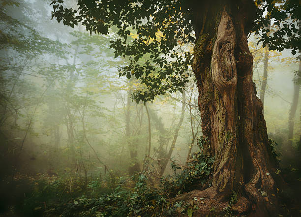 viejo árbol en misty forest - sky forest root tree fotografías e imágenes de stock