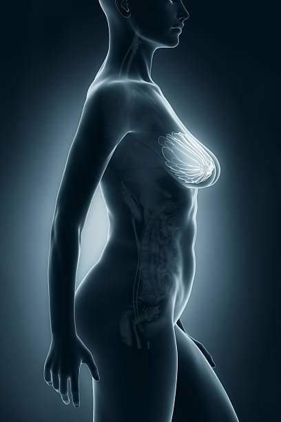 donna di anatomia seno radiografia in proiezione laterale - lactiferous duct foto e immagini stock