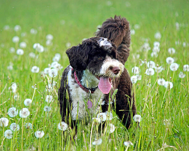 Dog in the Dandelions stock photo