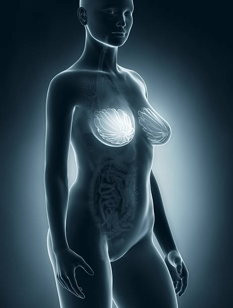 mulher peito anatomia - gland lobule - fotografias e filmes do acervo