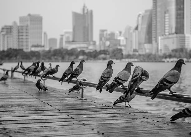 istock Birds in the city 496265101