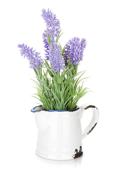 istock Bunch of decorative lavender in metal pitcher 496265693