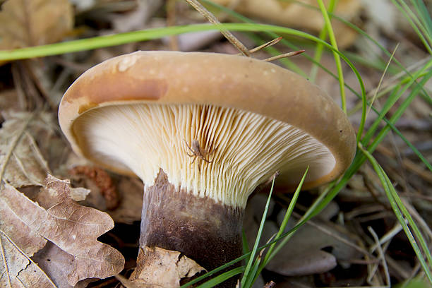 istock Wood Fungus (Paxillus atrotomentosus) 496265726