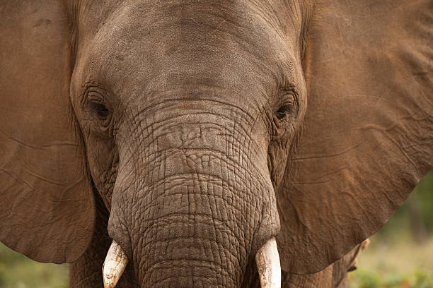 Close up of a wild African Elephant in Zimbabwe Africa. Right tusk has been worn down from foraging for food. Animals tend to be right or left tusked meaning they always use the same tusk to forage for food. Elephants are endangered because they are being killed for the ivory tusk. Possession of ivory is illegal but poachers seem to be able to find a market for it. Parks and game reserves hire rangers with orders to shoot to kill poachers but they still continue to destroy the pachyderms as well as rhinoceros.