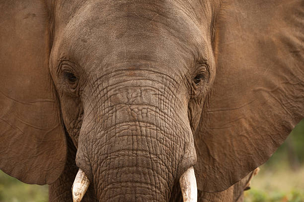 Head on close up of African Elephant Zimbabwe stock photo