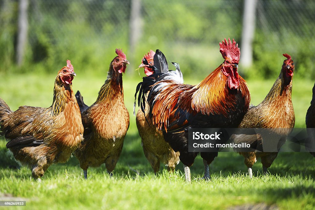 Chickens on traditional free range poultry farm Agriculture Stock Photo