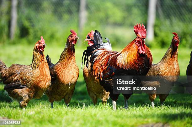 Chickens On Traditional Free Range Poultry Farm Stock Photo - Download Image Now - Agriculture, Animal, Biology