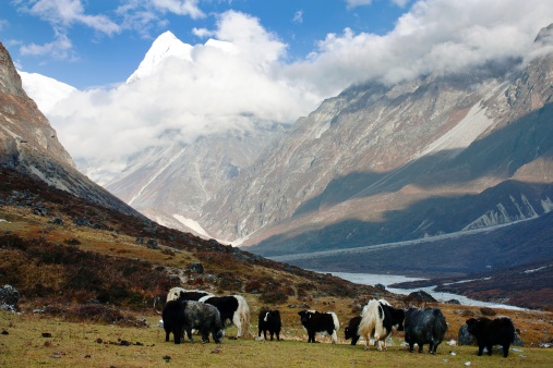 The mountain goat in the nepalese mountains is a rugged and impressive creature. Its sure-footedness on the rocky slopes, covered in dry, withered grass, is a testament to its adaptation to the harsh environment.
