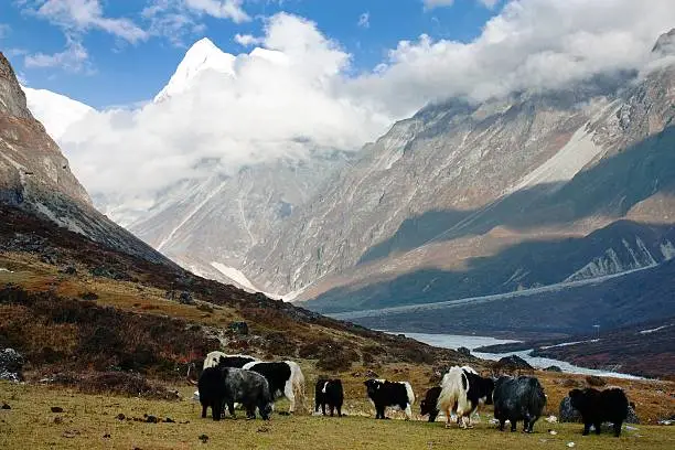 Yaks in Langtang valley with Langshisha Ri mout - Nepal