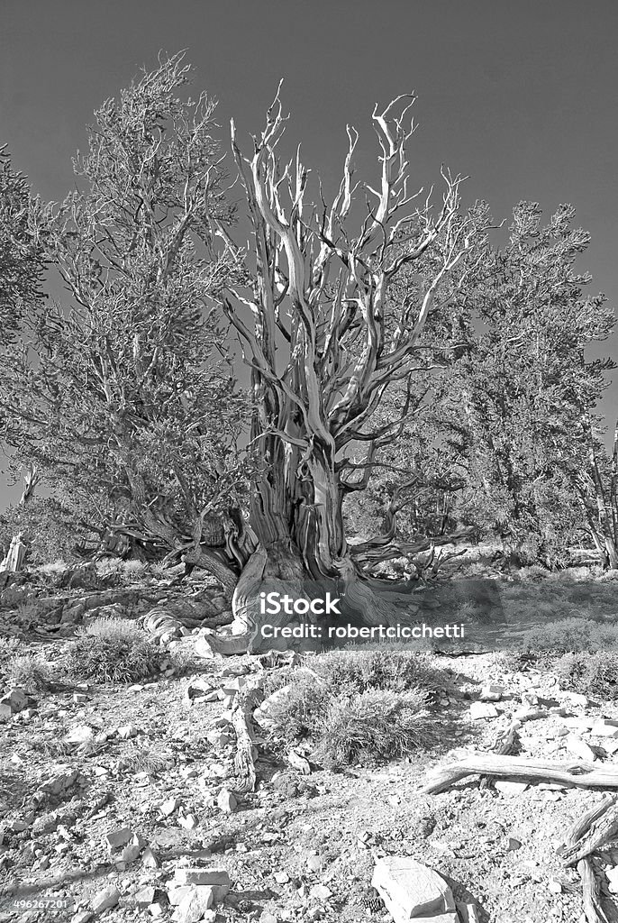 Alte Bristlecone Pines, den White Mountains, Kalifornien - Lizenzfrei Amerikanische Sierra Nevada Stock-Foto