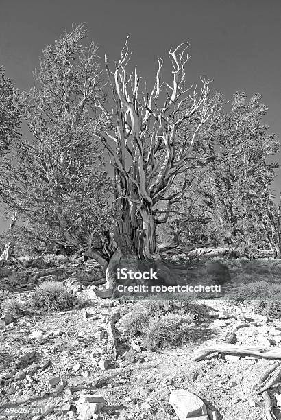 Alte Bristlecone Pines Den White Mountains Kalifornien Stockfoto und mehr Bilder von Amerikanische Sierra Nevada