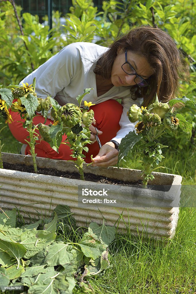 Home gardening Woman trimming sunflower plants injured by spring parasites. Adult Stock Photo