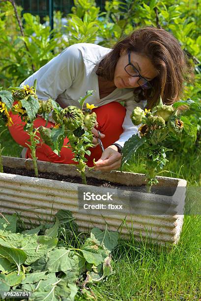Home Gardening Stock Photo - Download Image Now - Adult, Adults Only, One Person