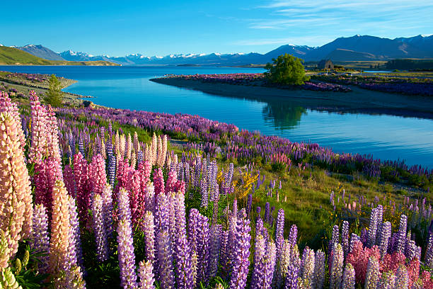 lupins al lago tekapo - altramuz fotografías e imágenes de stock