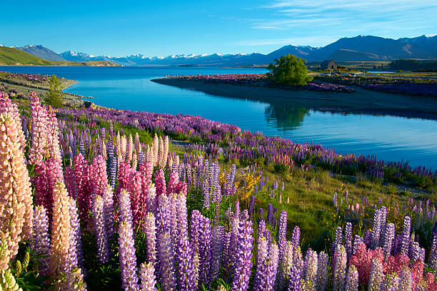 Lupins At Lake Tekapo Early morning sun falls on the lupins near the Church of the Good Shepherd near Lake Tekapo, on New Zealand's South Island.  lupine flower photos stock pictures, royalty-free photos & images